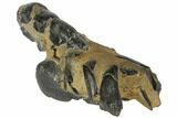 Fossil Mud Lobster (Thalassina) - Australia #109296-1